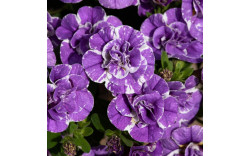 Калибрахоа Mini Famous Neo Double Loopy Lavender