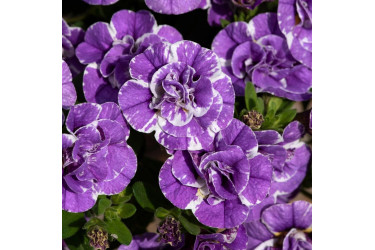 Калибрахоа Mini Famous Neo Double Loopy Lavender