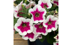 Петуния CAPELLA Rim Fuchsia