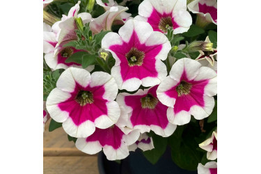 Петуния CAPELLA Rim Fuchsia
